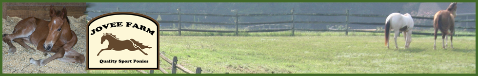 Jovee Pony Farm - breeding - our mares