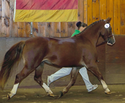 Jovee Farm's Clanfair Mary Kay