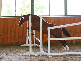 Princi 2Free Jump