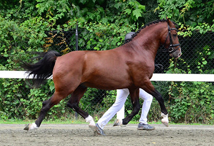 Phenix at Stud