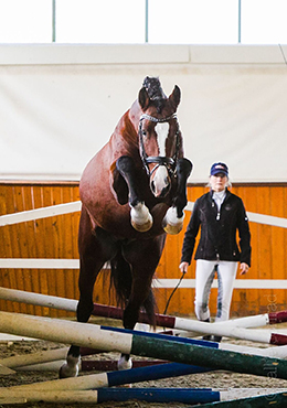 Jovee Farm's Phenix