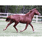 Hansel