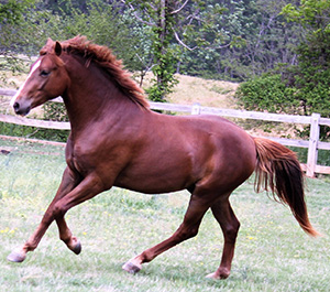 Jovee Farm's Hansel