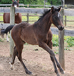 Vito