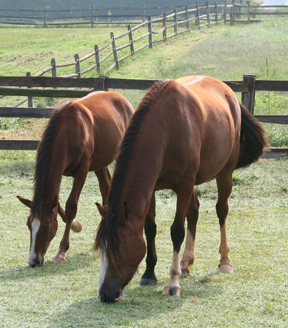 Ponies in the field, Jovee Farm